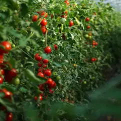 Tomatenpflanzen in einem Folientunnel
