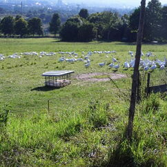 Gänse auf der Weide auf dem Gut Gamig