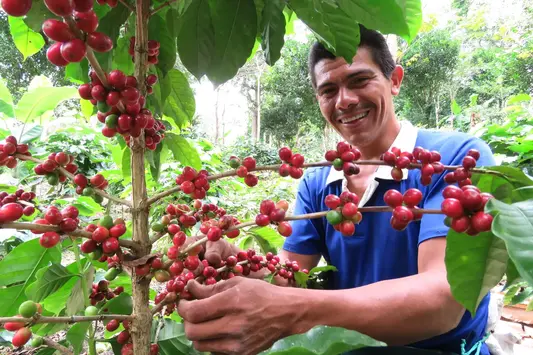 Ein Bauer prüft Kaffeebohnen