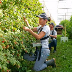 Frau und Mann ernten Bio-Himbeeren
