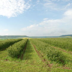 Aroniabeerenplantage