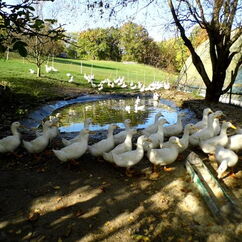 Gänse im Freiauslauf mit einem Teich