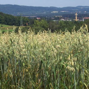 Getreide auf einem Feld