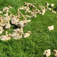 junge Geflügel-Tiere auf einer Wiese der Geflügelaufzucht Bartsch