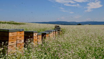 Bienen-Bauten stehen auf einem blühendem Feld