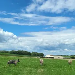 Drei Schweine bei Sonnenschein auf einer grünen Wiese auf der Bio-Geflügelaufzucht Bartsch