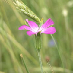 Pinke Blume blüht im Kornfeld