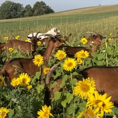 Ziegen vom Ziegenhof Lauterbach grasen auf einem blühenden Feld