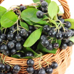 Bio Aroniabeeren im Korb