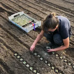 Eine Frau setzt Jungpflanzen auf einem Feld