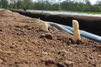 Nahaufnahme von weißem Spargel auf dem Feld