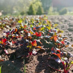 Junge rote Bete Pflanzen im Beet