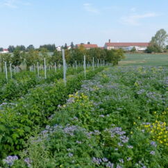 kleine Himbeersträucher und Gründüngungspflanzen
