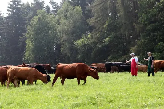 Zwei Männer mit Kühen auf der Weide