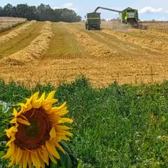 Ein Getreidefeld auf dem Biohof Helbigsdorf wird abgeerntet, im Vordergrund eine Sonnenblume