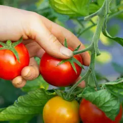 Eine Hand erntet reife Tomaten