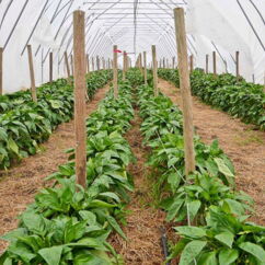 Bio-Paprika-Pflanzen im Folientunnel