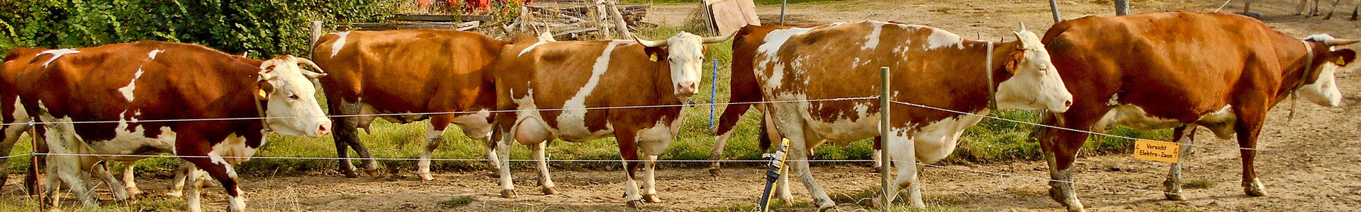 Milchkühe auf einer Weide