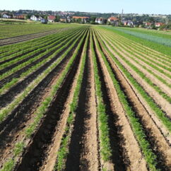 großes Feld mit Bio-Möhren in Reihen