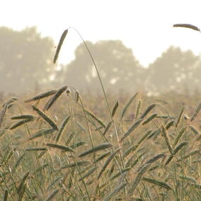 ökologischer Getreideanbau auf dem Hof Mahlitzsch