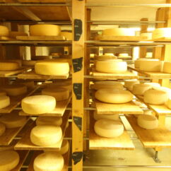 Bio-Käse reifen im Holzregal