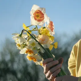 Narzissenstrauss in einer Hand