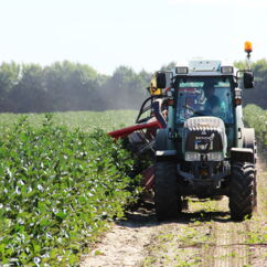 Aroniabeerenernte mit Traktor auf einer Plantage