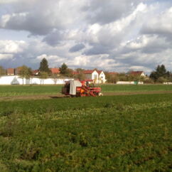 Traktor auf einem Feld mit Möhren