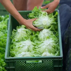 Frisch geernteter Salat wird in Mehrwegkisten gelegt