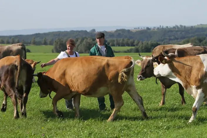 Bio-Bauer beugt sich über Kuh auf der Weide