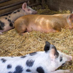 Drei Schweine auf dem Hofgut Pulsitz liegen im Stroh