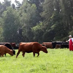 Zwei Männer mit Kühen auf der Weide
