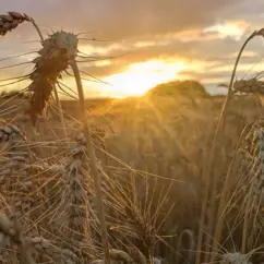 Getreidefeld auf dem Biohof Helbigsdorf bei Sonnenuntergang