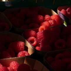 Bio-Himbeeren in Faltschalen