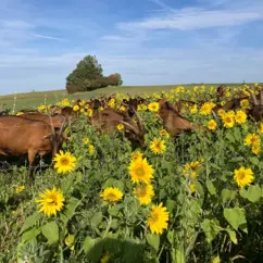 Ziegenherde grast auf einem Feld mit blühenden Blumen