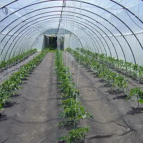 junge Tomatenpflanzen im Folientunnel