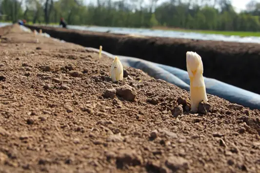 Nahaufnahme von weißem Spargel auf dem Feld