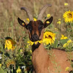 Ziege steht auf einem Sonnenblumenfeld und knabbert an einer Blüte