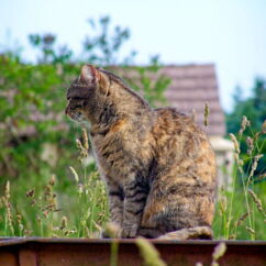 Katze sitzt im Gras