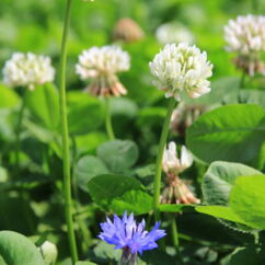 Kleeblüten