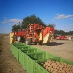 Frisch geerntete Kartoffeln in großen Lagerkisten auf einem Feld, im Hintergrund eine Erntemaschine