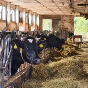 Kühe im Stall auf dem Hofgut Pulsitz