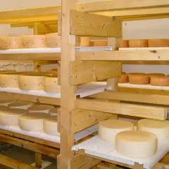 Käselaibe reifen auf Holzregalen
