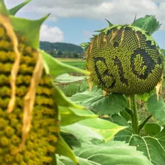 Eine Sonnenblume, auf deren Blütenkorb "Bio" steht