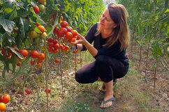 Mitarbeiterin vom Auenhof zeigt Tomaten