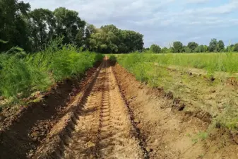 Spargelpflanzen auf dem Feld