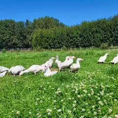 Gänse auf der Wiese auf der Bio-Geflügelaufzucht Bartsch im Vogtland