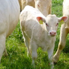 Kalb und Kühe von Gut Krauscha auf der Wiese