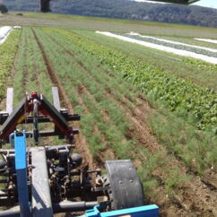 Traktor fährt über Gemüsefelder