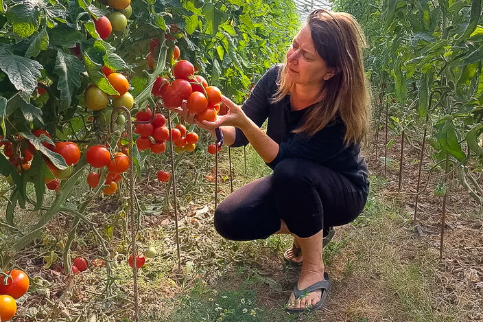 Mitarbeiterin vom Auenhof zeigt Tomaten